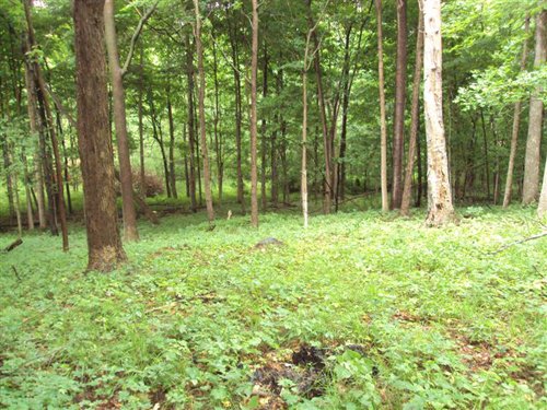 Property photo 15 - 120 Acres Offered in 9 Tracts - Real Estate & Personal Property Auctions